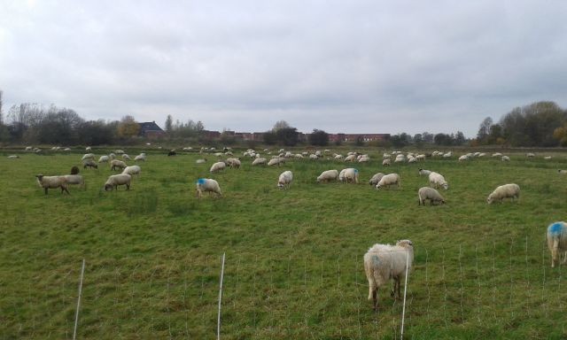 Groningen Owce